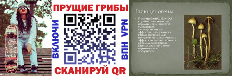 закладка Нестеровская Галлюциногенные грибы Magic Shrooms